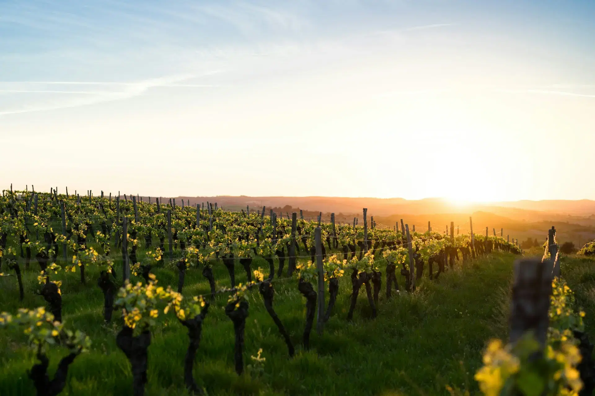 Vineyard rows in golden evening light