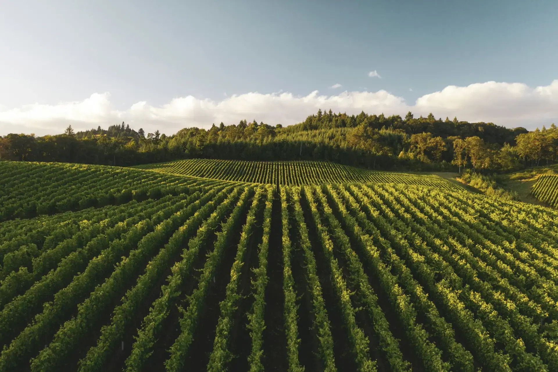 Rows of grapevines in a vineyard under a warm low sun